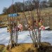 Nízkokmenná hruška stĺpovitá (Pyrus communis) ´DECORA´ - zimná 130-150 cm - voľnokorenná